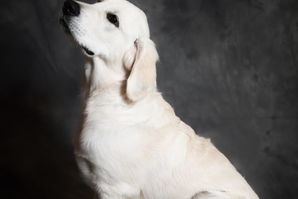 Animal medical - pets