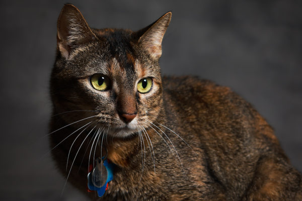 Animal medical - pets