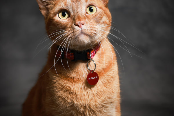 Animal medical - pets