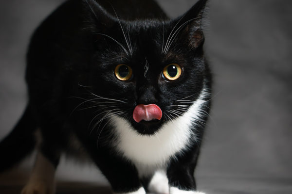 Animal medical - pets