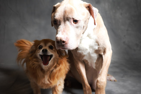 Animal medical - pets