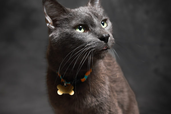 Animal medical - pets