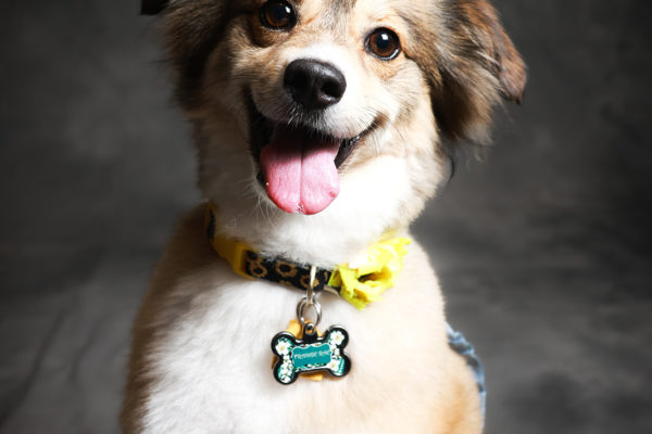 Animal medical - pets