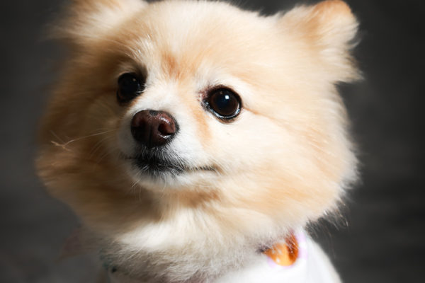 Animal medical - pets