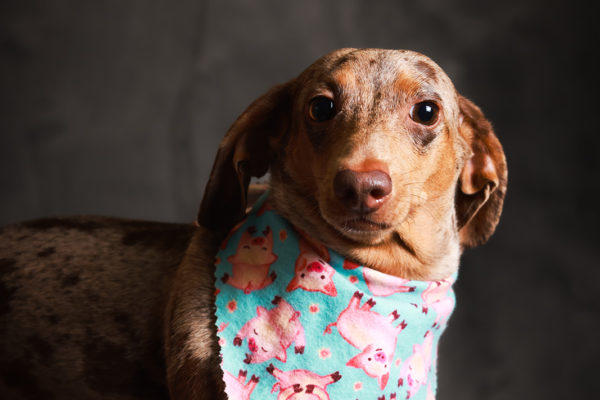 Animal medical - pets