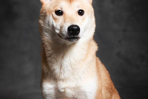 Animal medical - pets