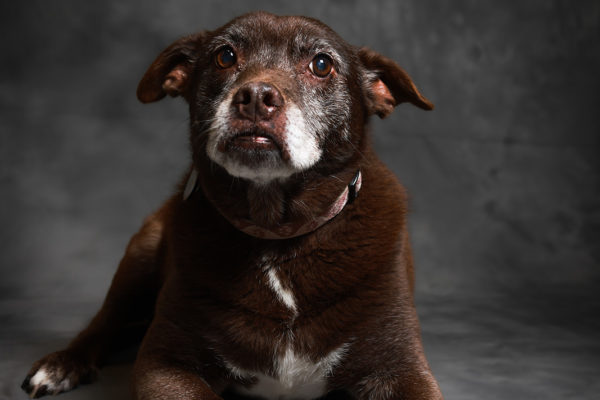 Animal medical - pets