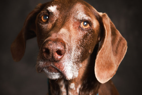 Animal medical - pets