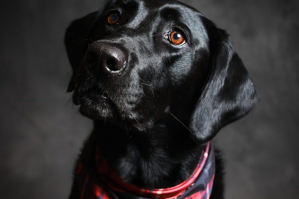 Animal medical - pets