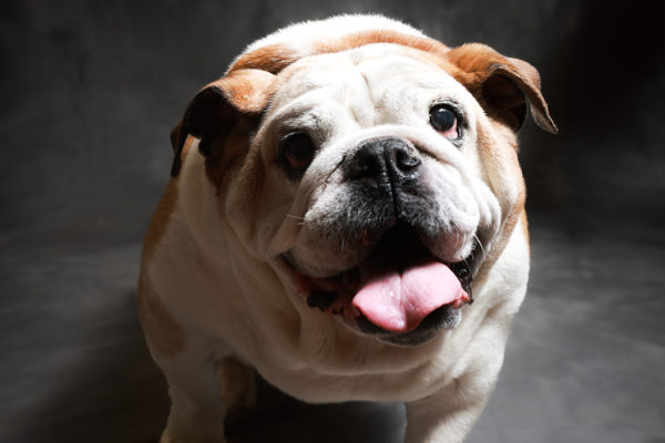 Animal medical - pets