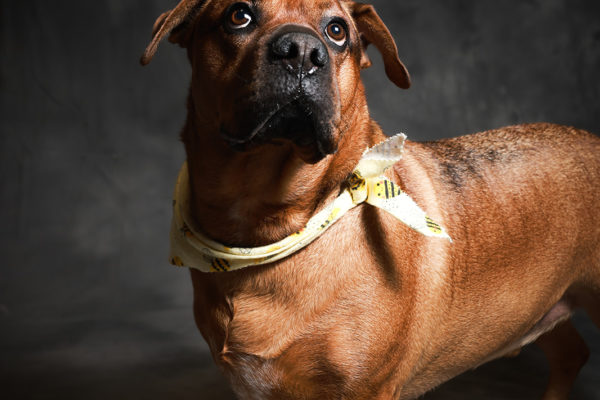 Animal medical - pets
