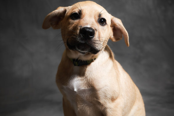 Animal medical - pets