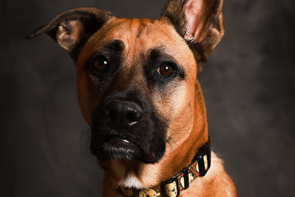 Animal medical - pets