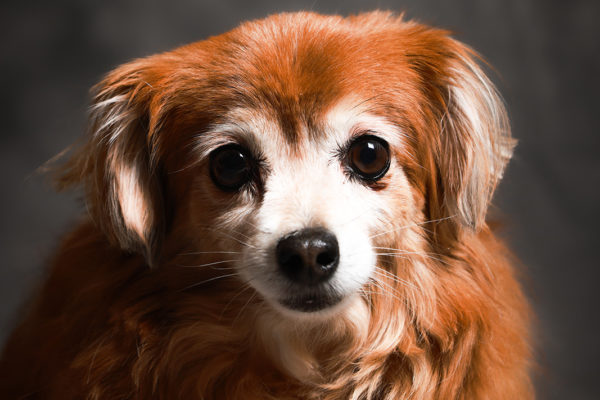 Animal medical - pets