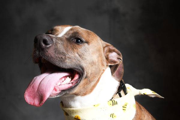 Animal medical - pets