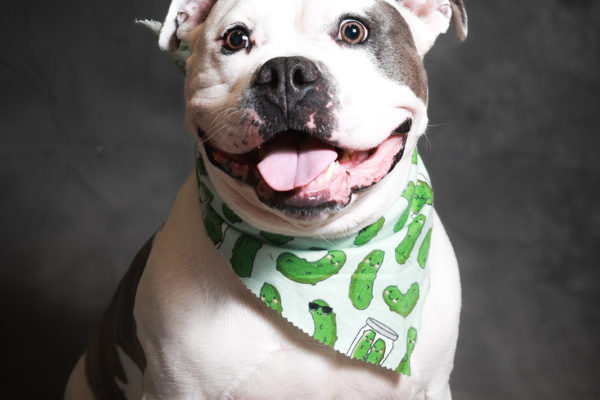 Animal medical - pets