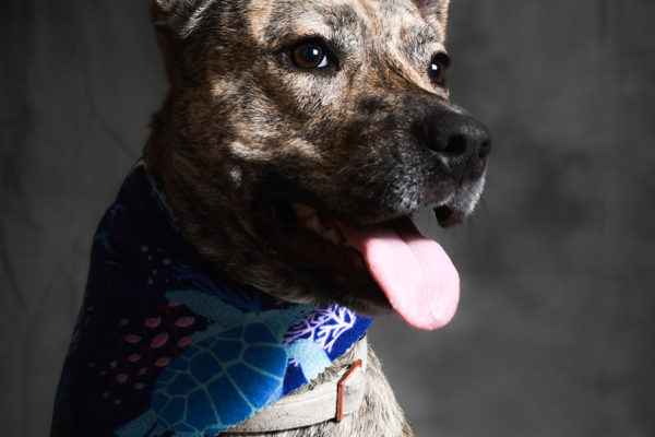 Animal medical - pets