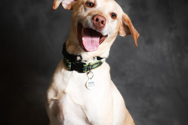 Animal medical - pets