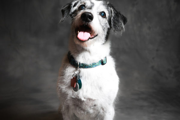 Animal medical - pets