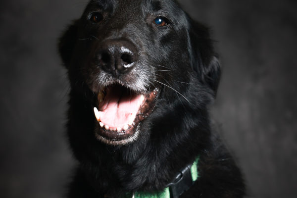 Animal medical - pets