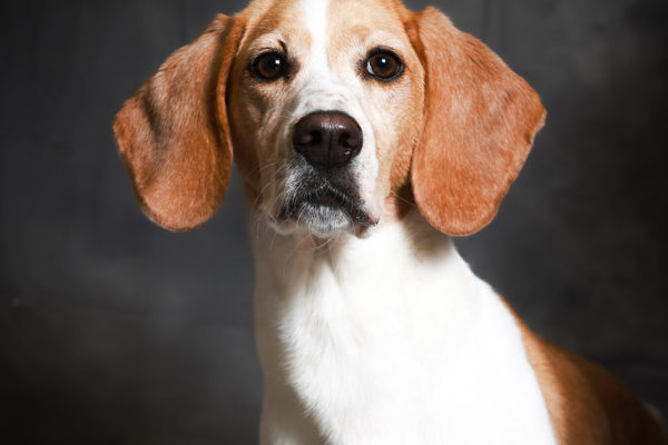 Animal medical - pets