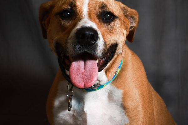 Animal medical - pets