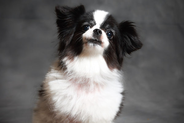 Animal medical - pets