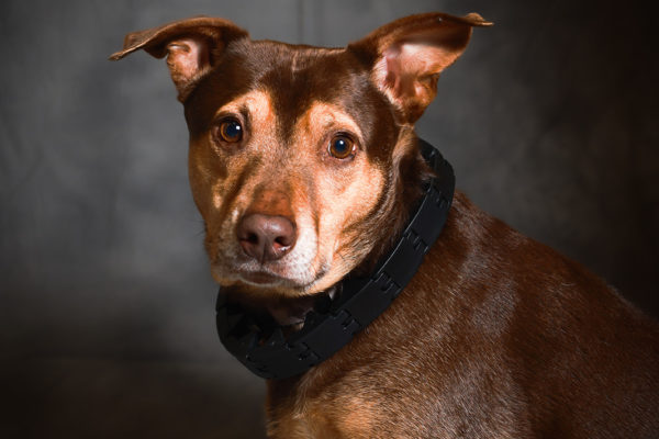Animal medical - pets