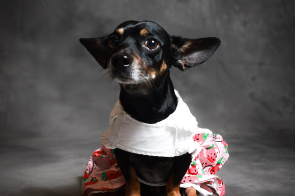 Animal medical - pets