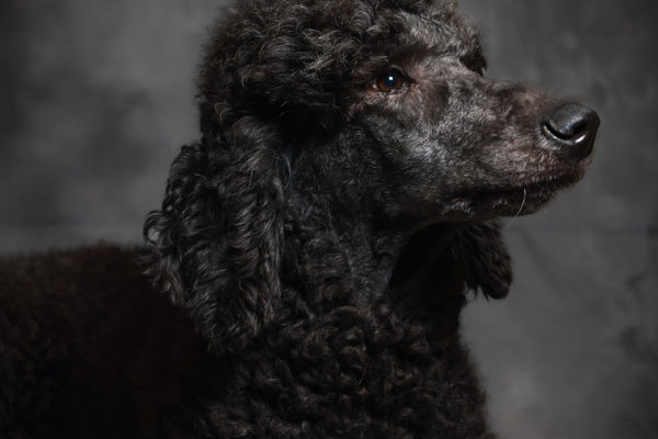 Animal medical - pets