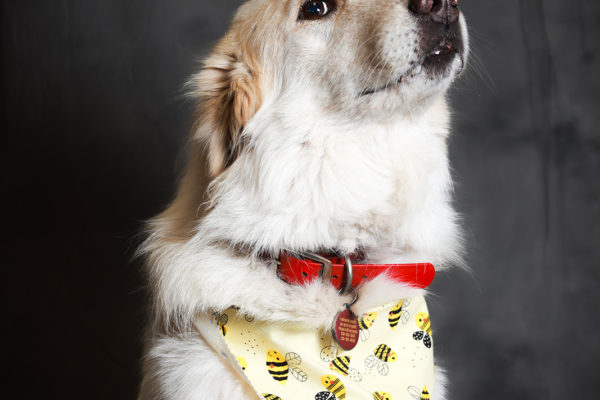 Animal medical - pets