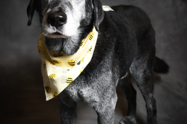 Animal medical - pets