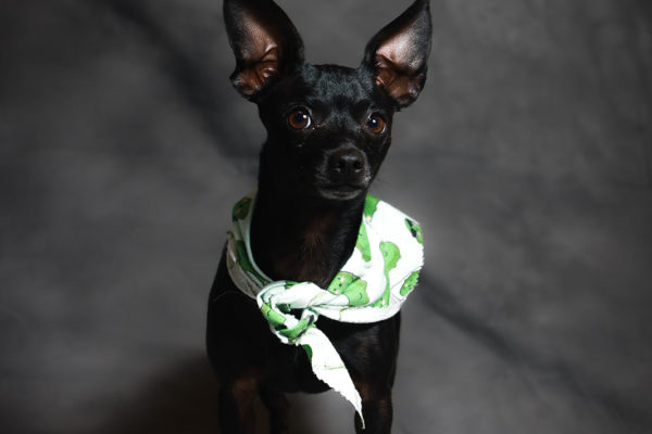 Animal medical - pets