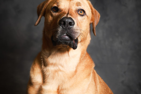 Animal medical - pets