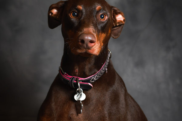 Animal medical - pets