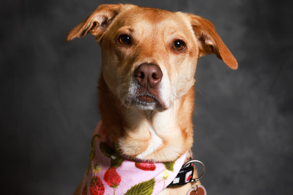 Animal medical - pets