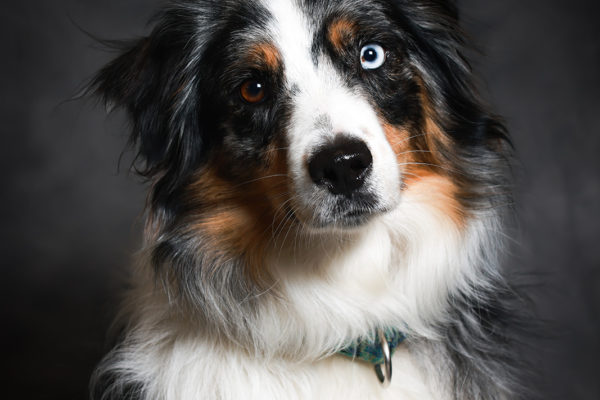 Animal medical - pets