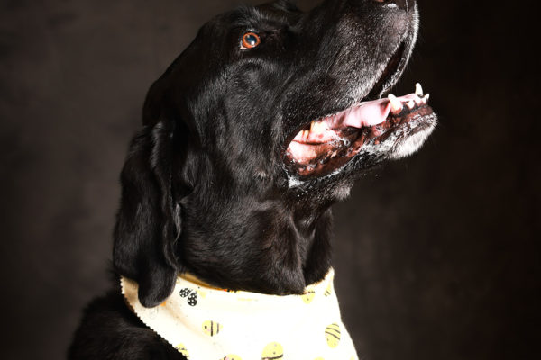 Animal medical - pets