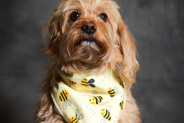 Animal medical - pets