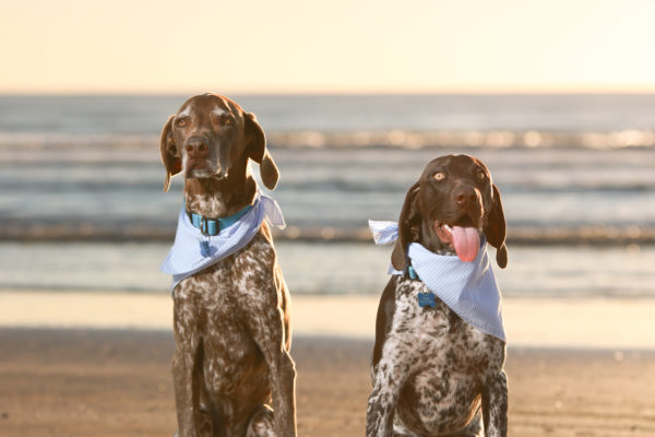 Animal medical - group/families