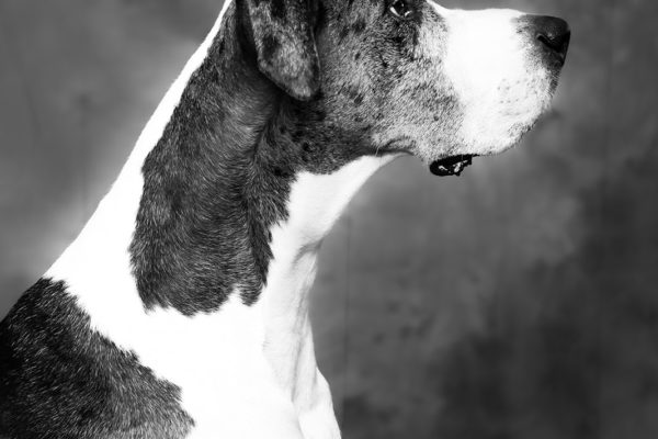 Animal medical - pets