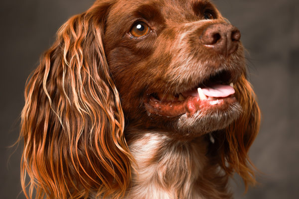 Animal medical - pets