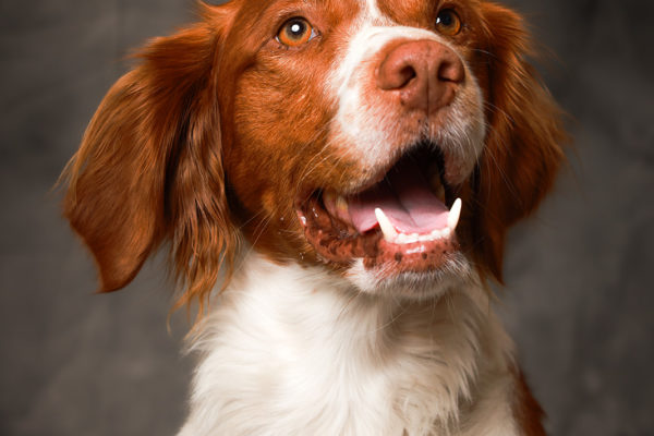 Animal medical - pets