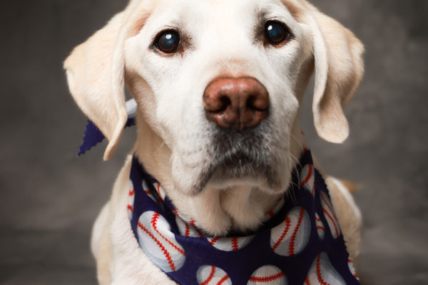 Animal medical - pets