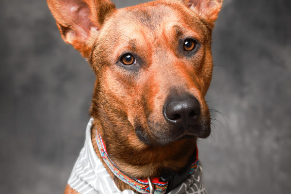 Animal medical - pets
