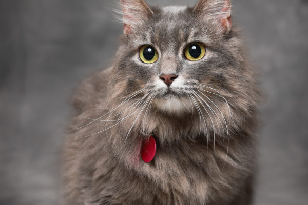 Animal medical - pets