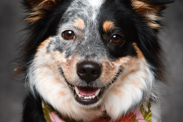 Animal medical - pets