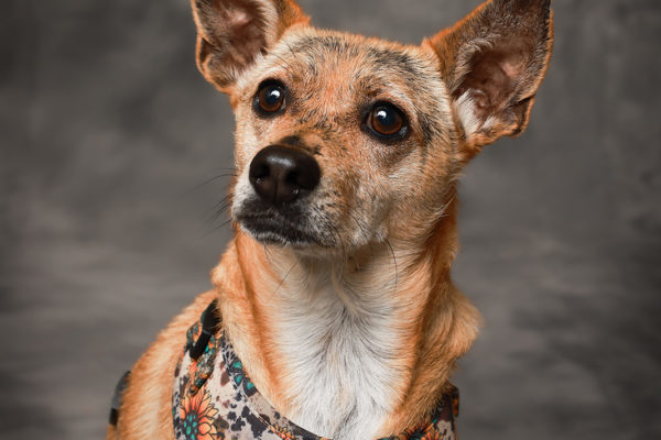Animal medical - pets