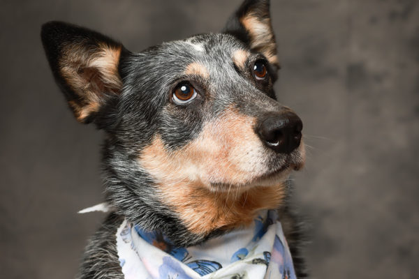 Animal medical - pets