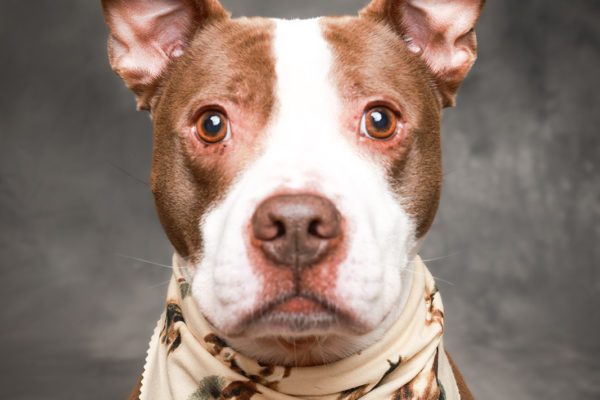 Animal medical - pets